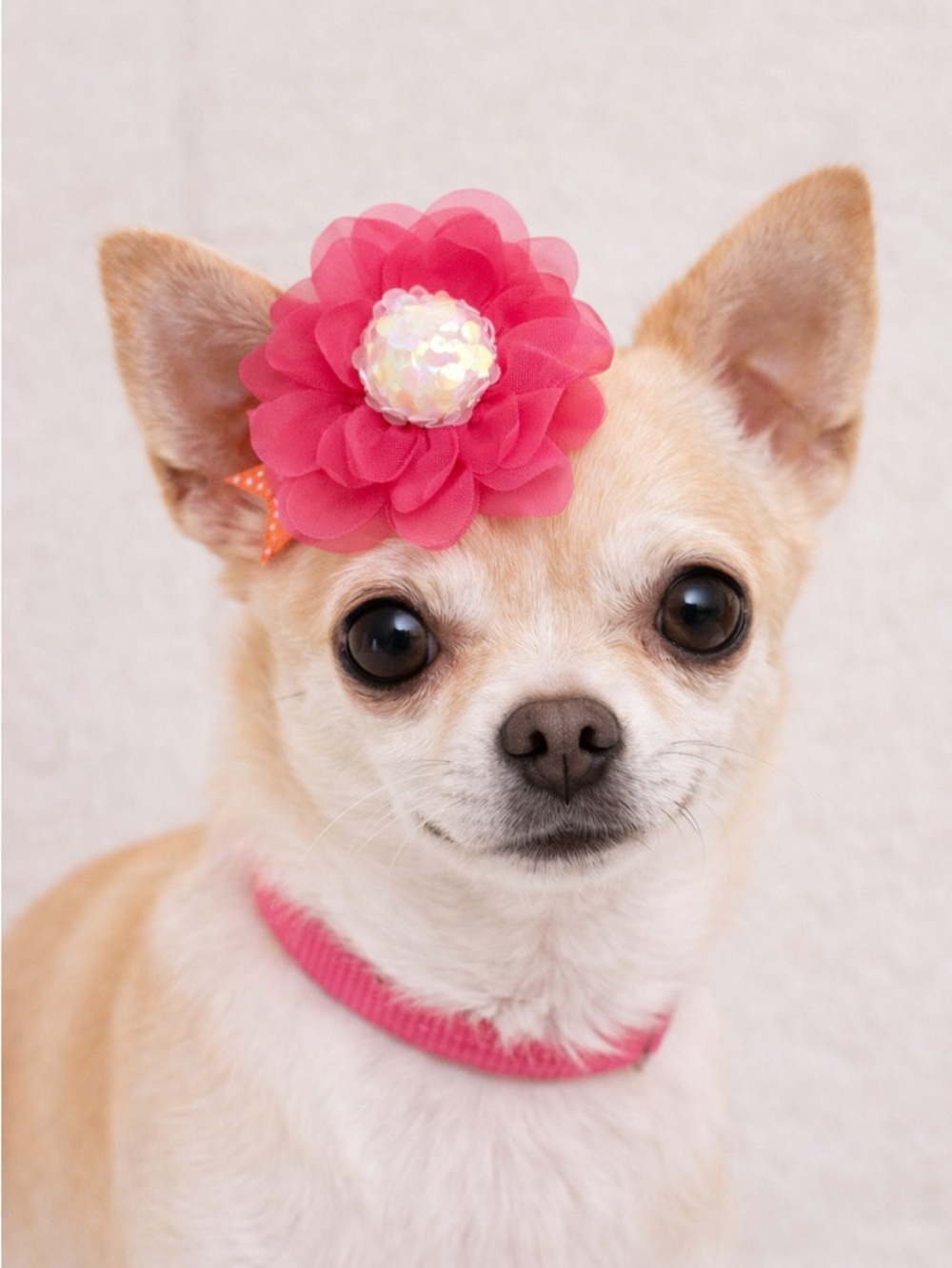 Pink Floral Dog Hair Clip Accessory with Sequin Center